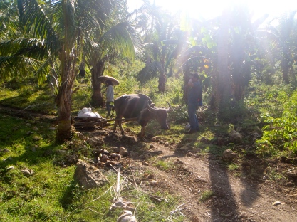     Carabaos – the national animals of the Philippines – are the bread and breed for the farmers. Here we are stepping aside from the trail again because of them on our way to check up on the youngest victim of Elisa's murder...